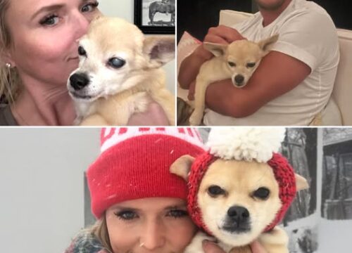 Cher, Miranda Lambert’s 15-Year-Old Chihuahua, Passes Away — Singer Says Farewell