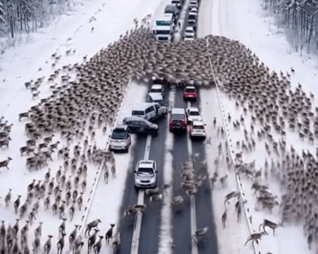 Drivers Face Surprise as Massive Herd of Deer Halts Traffic on Christmas